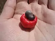 Anacardium humile (Affennuss, Mini-Cashew)