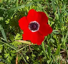 Anemone coronaria  in der Form des Davidsterns