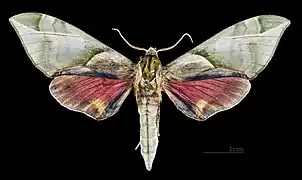 C. t. formosana  ♂