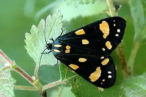 Schönbär(Callimorpha dominula)