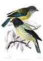 Unterart der Blauflügeltangare (Tangara cyanoptera whitelyi) gemalt von John Gerrard Keulemans