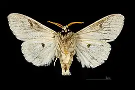 △ Ventralansicht ♂