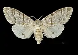 Dorsalansicht ♀