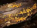 Pfriemförmiger Laubholz-HörnlingCalocera cornea
