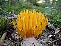 Klebriger HörnlingCalocera viscosa