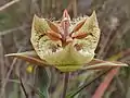 Tiburon Mariposa Lily (Calochortus tiburonensis)