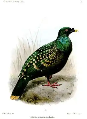 Liverpool-Taubeaus Walter Rothschild: Extinct Birds,1907