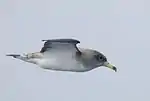 Sepiasturmtaucher