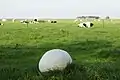 RiesenbovistCalvatia gigantea