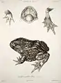 Calyptocephalella gayi illustriert von Paul Louis Oudart