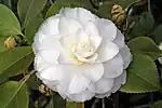'Fimbriata'