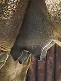 Euter eines Camelus dromedarius