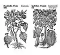 Mattioli / Handsch / Camerarius 1586. Li: Datura metel. Re: Datura stramonium?