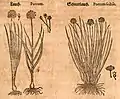 Mattioli / Handsch / Camerarius 1586