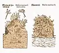 Mattioli / Handsch / Camerarius 1586