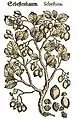 Mattioli / Handsch / Camerarius 1586