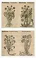 Mattioli / Handsch / Camerarius 1586