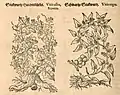 Mattioli / Handsch / Camerarius 1586