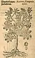Mattioli / Handsch / Camerarius 1586
