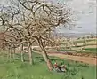 Pommiers en fleur