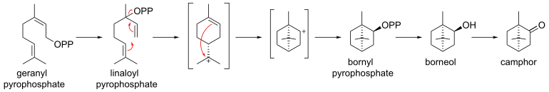 Biosynthese von Campher