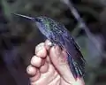 Napodegenflügel (Campylopterus villaviscensio)