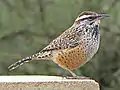 Altvogel
