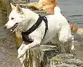 Kanaanhund