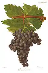 Canaiolo Nero