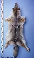 Coyoten