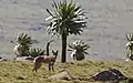Äthiopischer Wolf