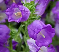 Glockenblume(Campanula medium)