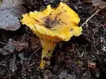 Pilze (Pfifferling)