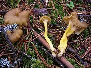 Trompetenpfifferling (Craterellus tubaeformis)