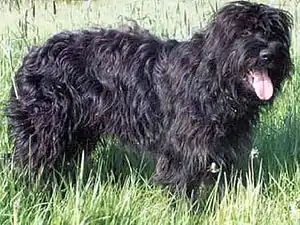 Cão da Serra de Aires
