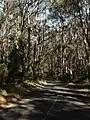 Eukalyptuswald und Cape Otway Road