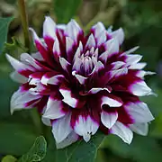 Dahlie in Purpur und Weiß