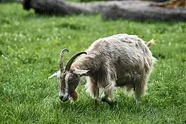 Toggenburger Ziege