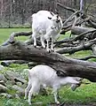 Girgentana-Ziege