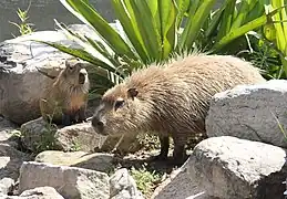 Capybara mit Jungtier