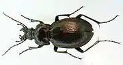 Weibchen