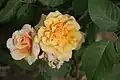 ‘Caramella’, Kordes, 2004