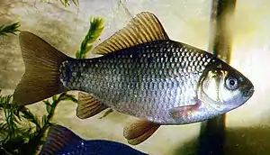 Karausche(Carassius carassius)