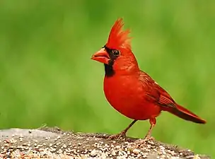 Rotkardinal, Männchen