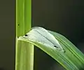 Detailausschnitt mit Blatthäutchen