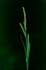 Carex panormitana