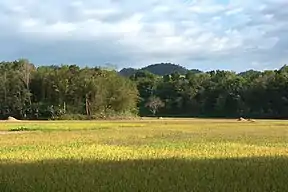 Blick auf die Hügel des Rajah Sikatuna Protected Landscape