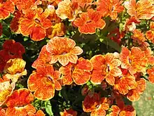 2010 Elfenspiegel „Goldige Greta“