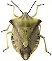 Nördliche Fruchtwanze (Carpocoris fuscispinus)