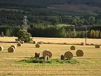 Steinkreise von Carse Farm